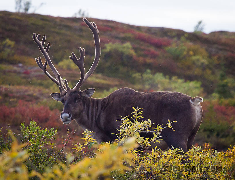 I shot him with my camera, saving my tag for a real hunt.