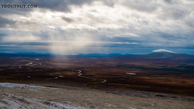 There are several caribou in the bottom of this picture, below the sunbeam, amidst the snow-dusted willows.