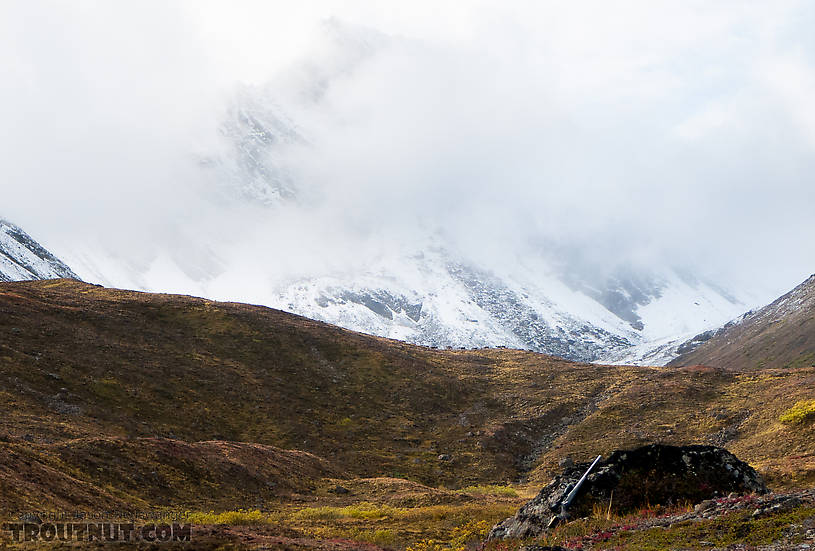 Several caribou from my bull's herd stand out against the snowy mountain, on the horizon of the tundra.