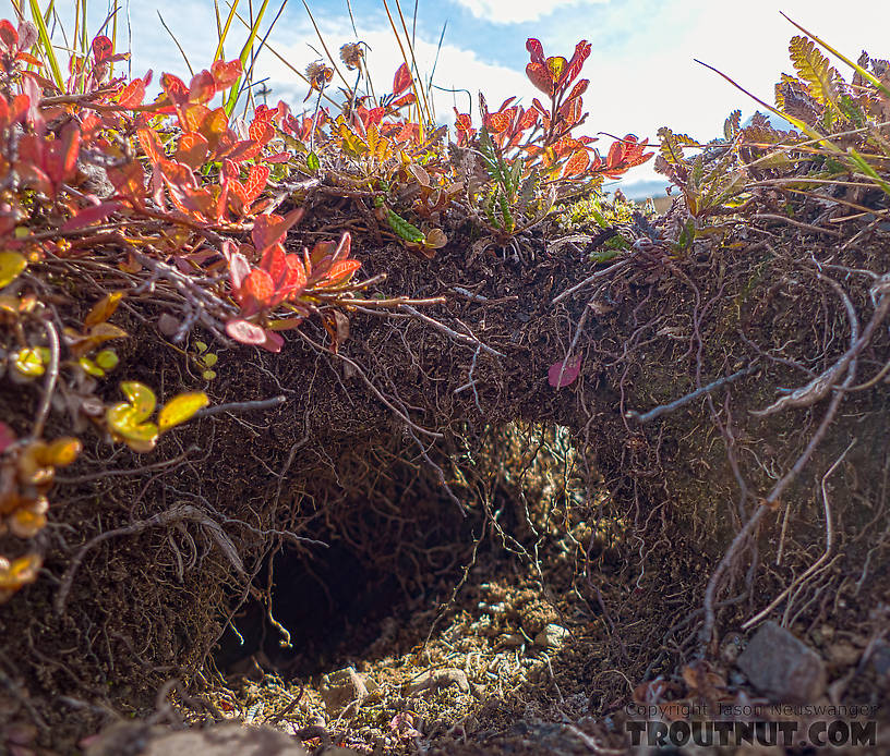 Not all the visual splendor of these mountains is large-scale.  Here I found an Arctic ground squirrel hole with two exits, forming a bridge of tundra.