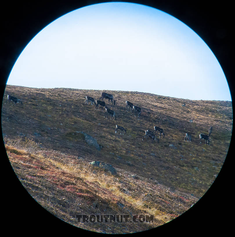 This huge bull looked like a moose next to the cows around it.