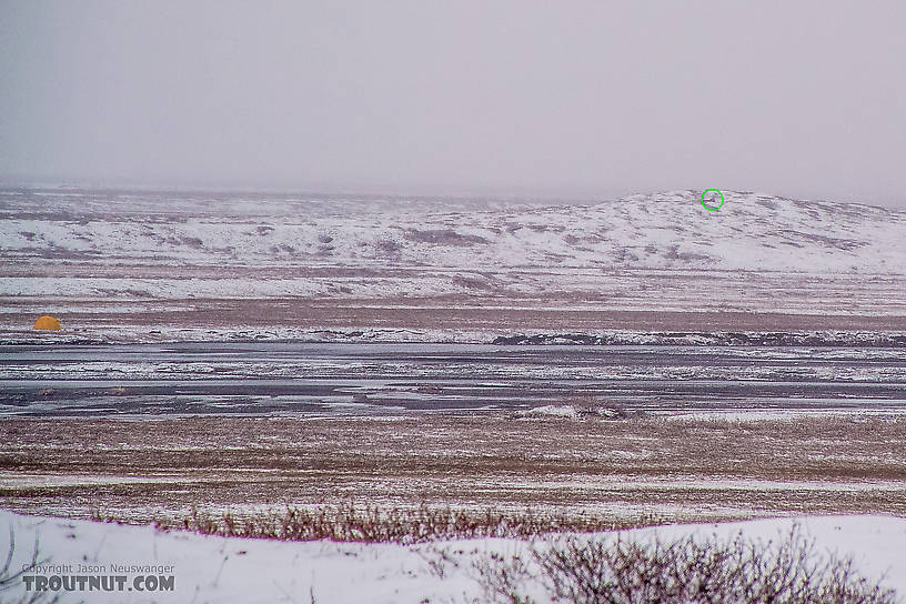 That dark thing in the circle is a large grizzly bear almost two miles away.