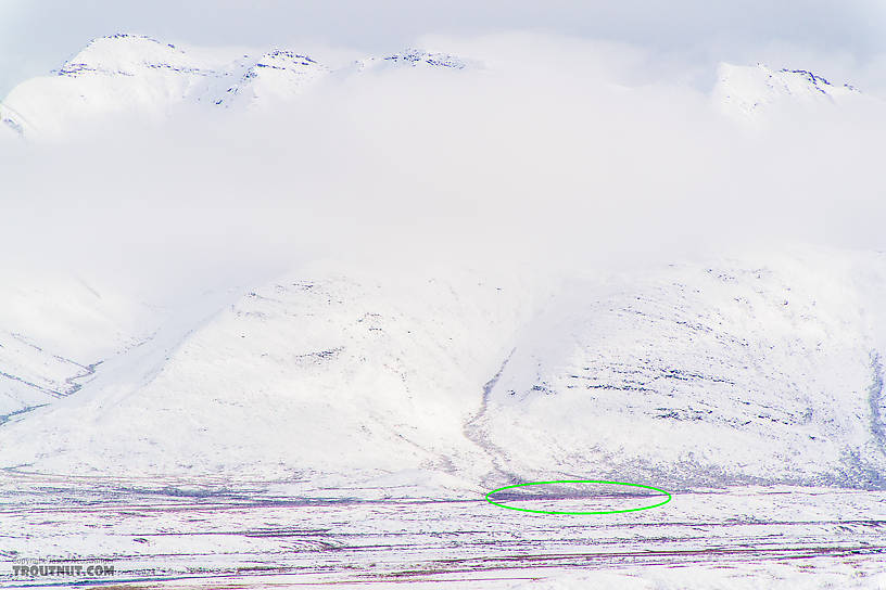 The ant-like specks in the green oval are a herd of about 250 caribou almost 5 miles away.