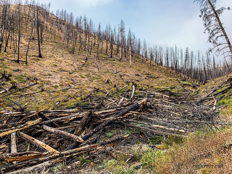 An impressive display of the forces of nature: the fire killed these trees, and an avalanche knocked them all down into the gully.