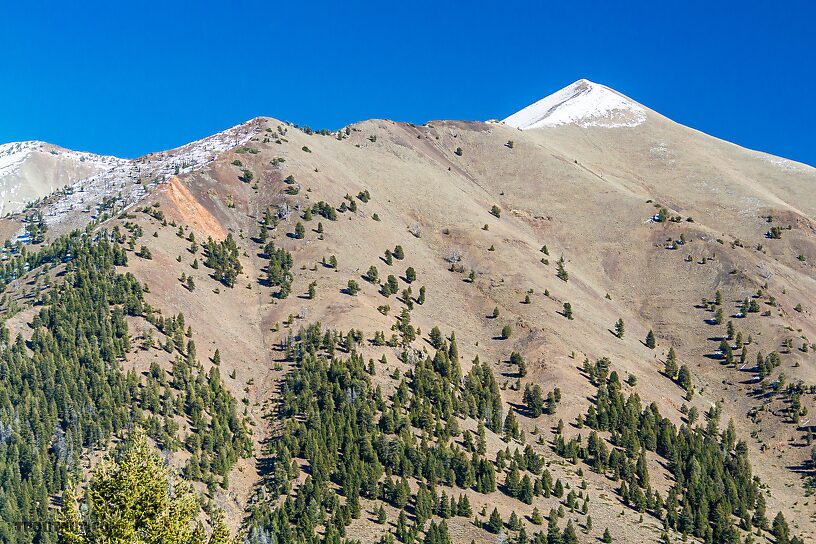 A herd of elk crossed this mountaintop near the snowline in the evening.