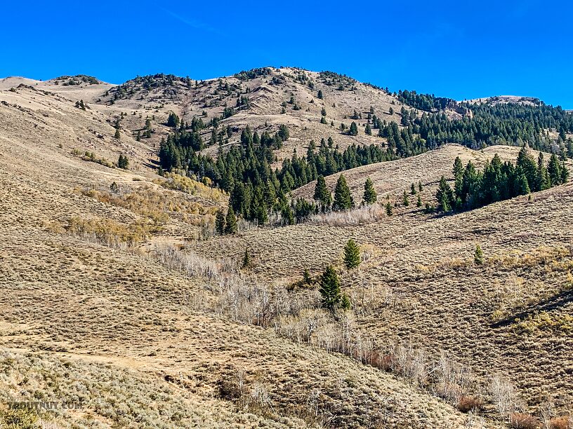 I was perfectly concealed in that close patch of evergreen trees on the right. The deer were perfectly concealed in nearest portion of the aspens on the left, until I stupidly spooked them.