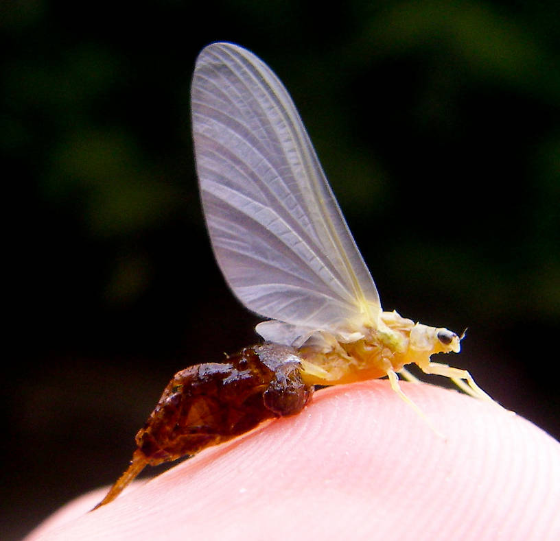 This Ephemerella invaria sulphur dun got stuck in its shuck trying to emerge.  This isn't exactly a "natural" pose for a photograph, but it kind of shows what an emerger pattern could look like. From the Neversink River in New York.