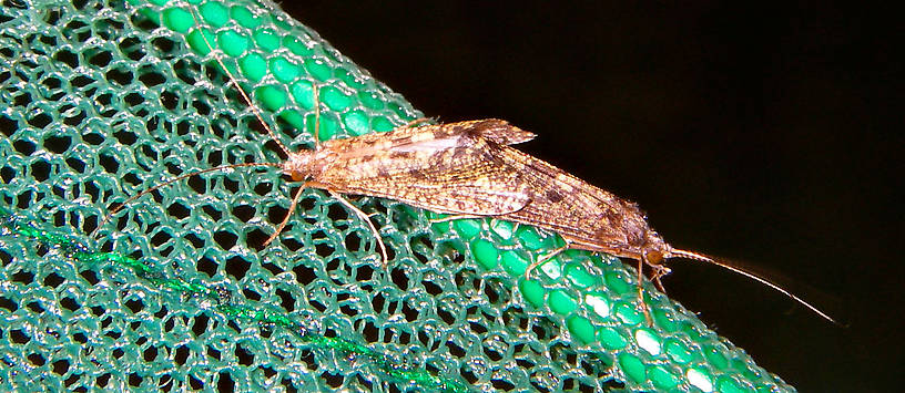 I saw something strange flying around near the streambank, fluttering on and off the water's surface, so I went to check it out.  I didn't recognize the wing profile in flight, and it's no surprise!  These two caddisflies were joined mating, and they were very reluctant to let go. From the Neversink River in New York.