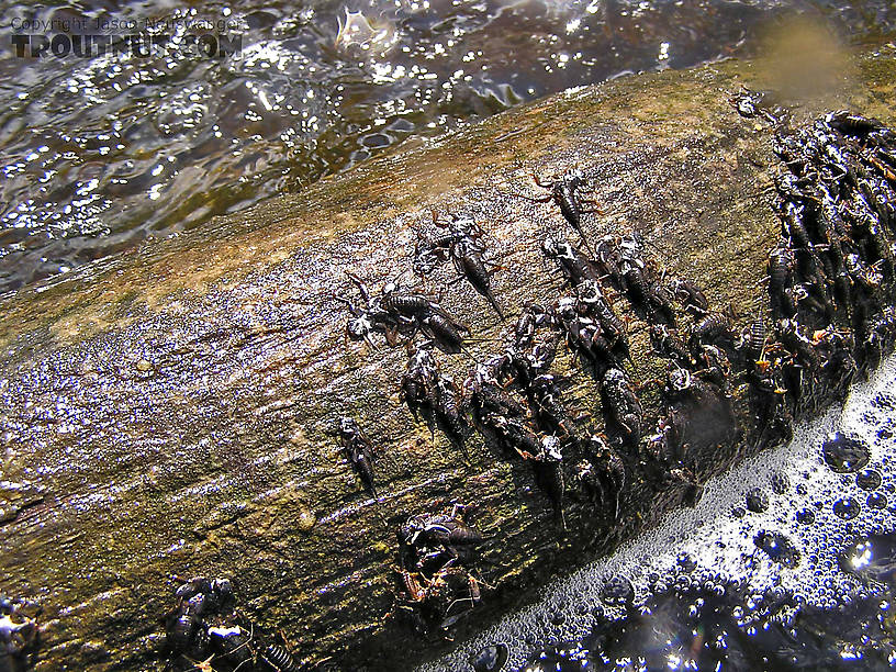 Several large stoneflies recently emerged and left their nymphal skins on this log in fast water.  Imitating the fluttering adults helped me hook a couple trout. From the Namekagon River in Wisconsin.