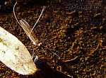  From the Kuparuk River in Alaska.