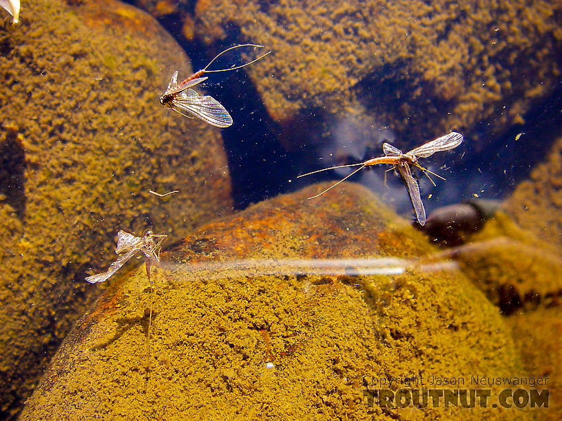  From the Kuparuk River in Alaska.