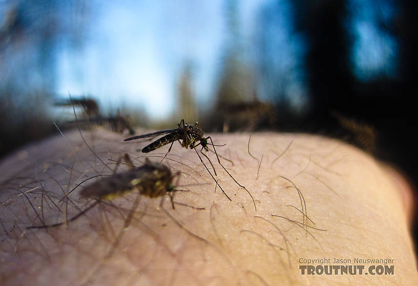 Testing the limits of my dedication to producing insect pictures, I held still for several shots with these mosquitoes on my wrist, trying to get one with good focus. From Mystery Creek # 115 in Alaska.