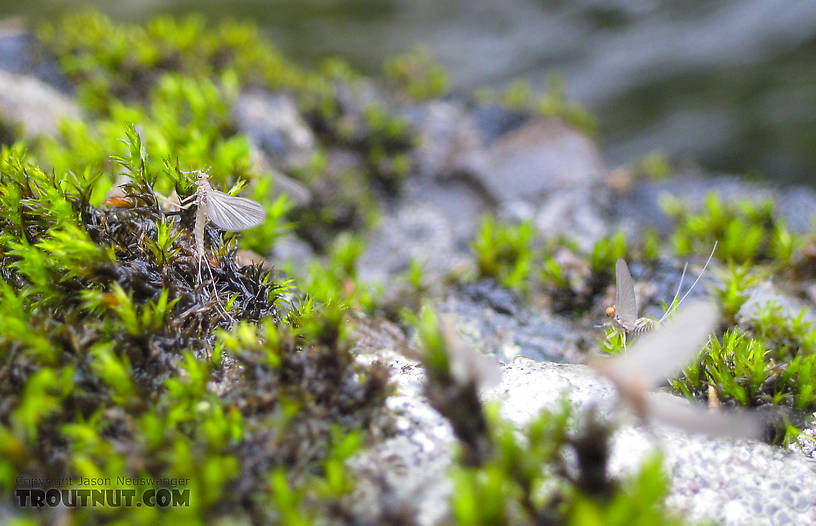  From Byers Creek in Alaska.