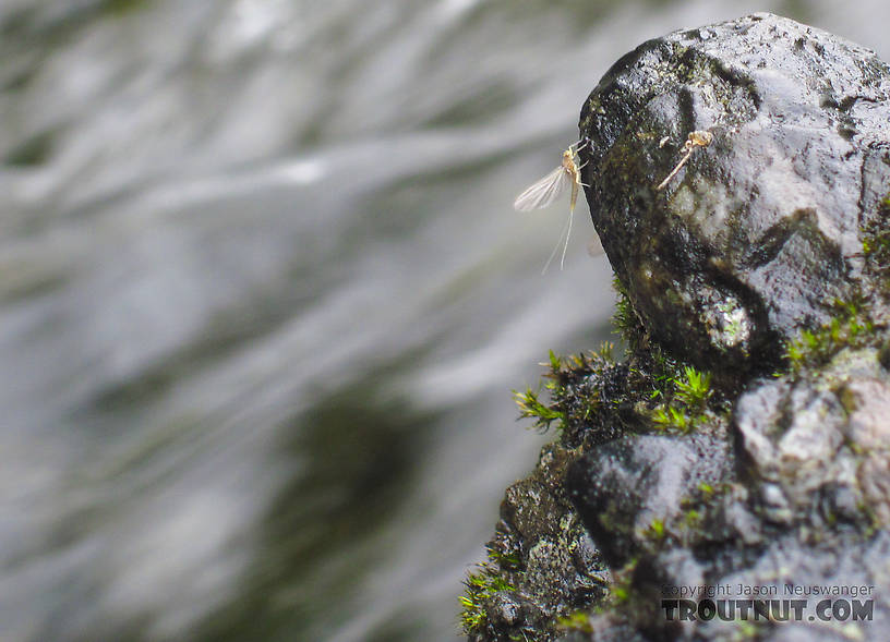 Hanging on! From Byers Creek in Alaska.