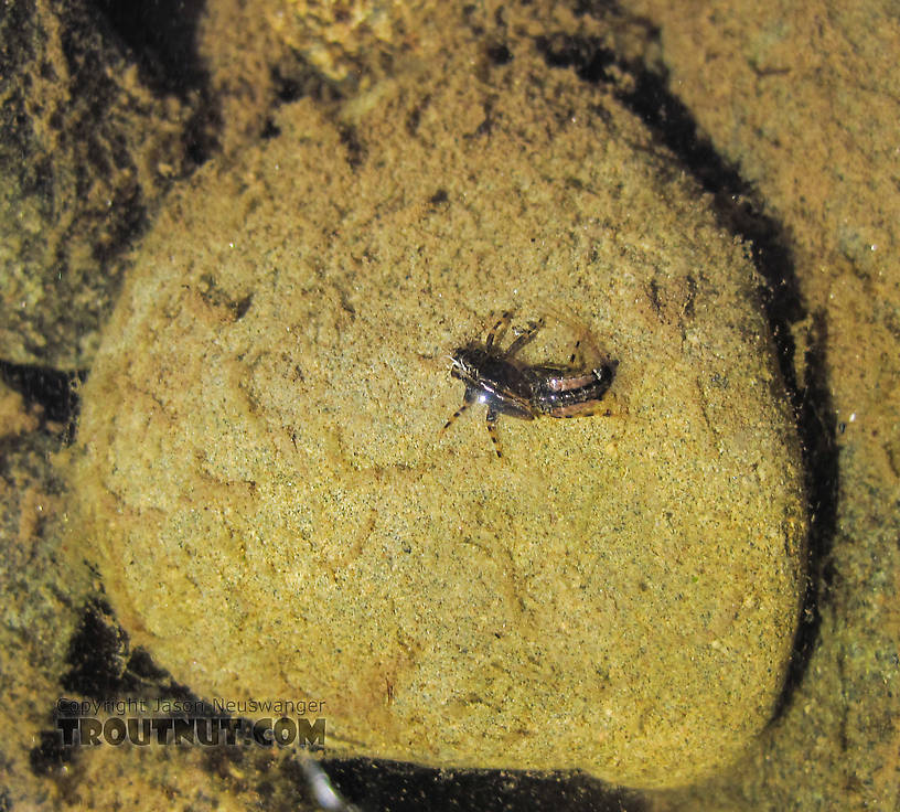 Shed exoskeleton from what was very likely an Ephemerella aurivillii nymph that emerged on this rock. From Mystery Creek # 170 in Alaska.