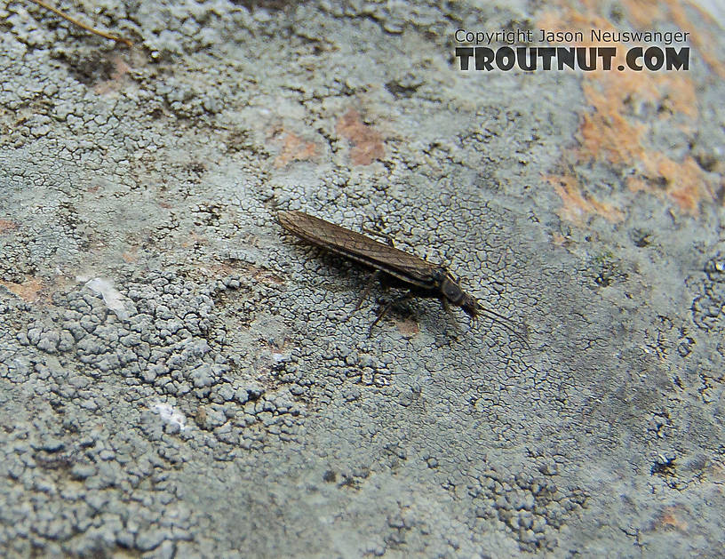 I'm not positive on the ID on this one -- I can't see the defining characteristics well enough to confirm.
This is a female. Males of the same species in the area had very short wings. From the Gulkana River in Alaska.