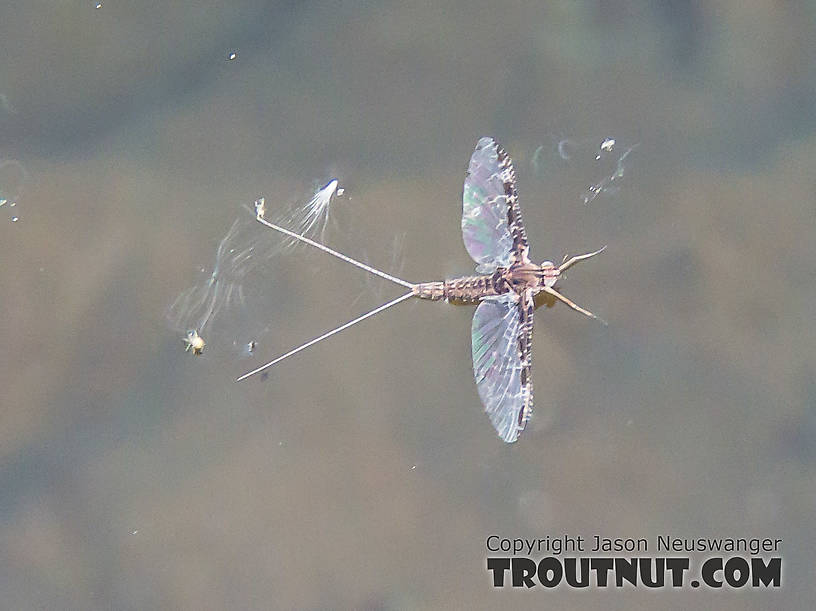 Callibaetis spinner on an alpine lake in Washington's Cascades, the one referred to by the alias of Upper Lake in my Golden Trout trip report. From Upper Lake in Washington.