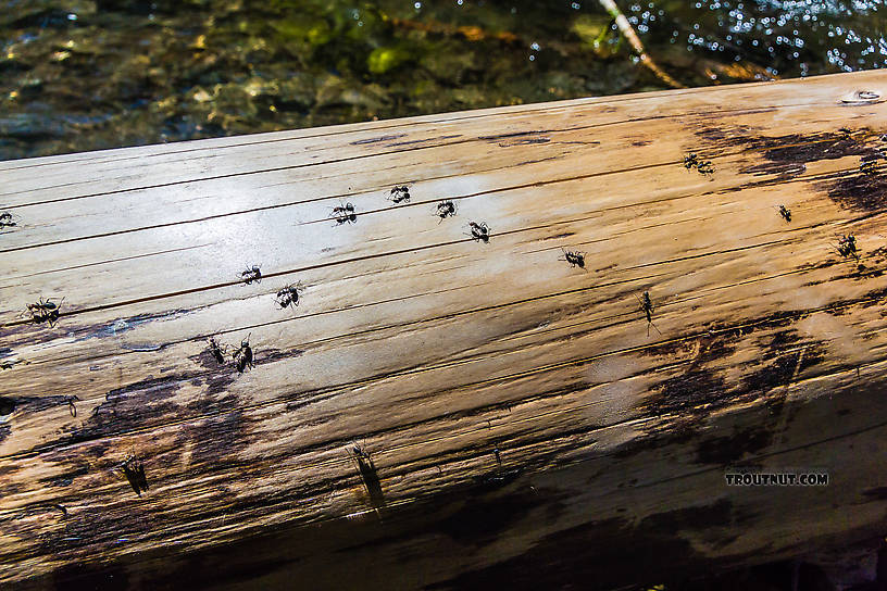  From the Little Naches River in Washington.