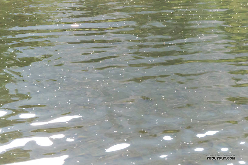 Flying ants were falling very thick on the water during a beautiful Montana evening in August. They were collected in great numbers in this eddy, which made it difficult to entice a trout with a fly amidst all the naturals, but a few nice browns were fooled. From Mystery Creek # 227 in Montana.