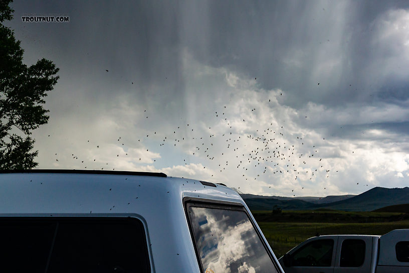 We arrived at the parking lot on the Madison to find clouds of caddisflies swarming around everything, including every tree and vehicle in the parking lot. From the Madison River in Montana.