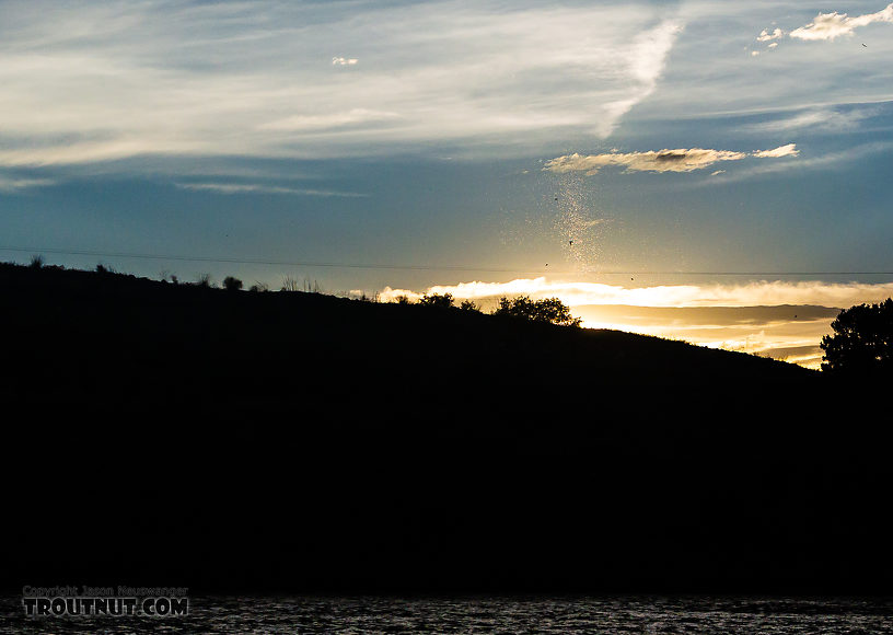 Looking back across the Madison at a cloud of caddisflies swarming over the bank about 50 yards away, backlit by the sun. From the Madison River in Montana.