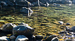 Thousands of midges swarming over a sunny pool. From Mystery Creek # 249 in Washington.