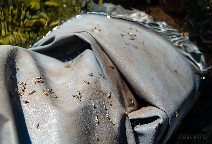 Female Baetid spinners were abundant subsurface looking for substrates to lay their eggs, and they found my waders. I'll update the ID for this picture after identifying the associated male spinner. I caught several fish on a small brown soft-hackle fished as a crude imitation of these spinners before the fish all started taking Tricorythodes spinners instead. From Silver Creek in Idaho.