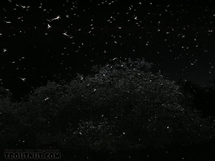 A huge swarm of Hexagenia limbata spinners gathers over the riffle. From the Namekagon River in Wisconsin.