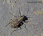 Many beetles of this species were jumping around the rocks like popcorn on a mid-April afternoon.  I'm sure they end up in the water for the trout at times. From the West Branch of the Delaware River in New York.