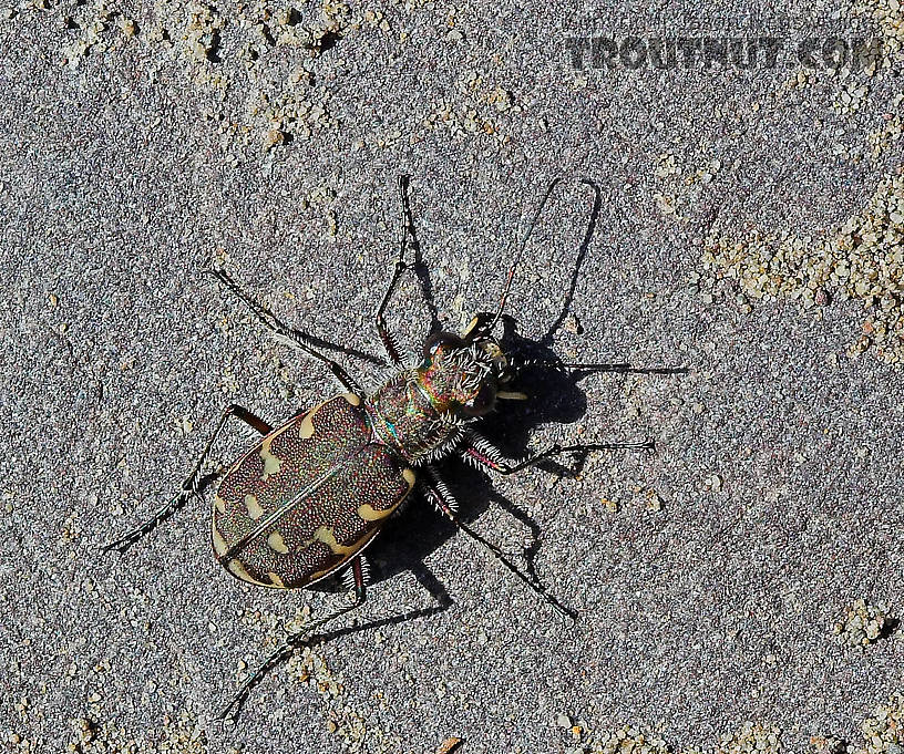 Many beetles of this species were jumping around the rocks like popcorn on a mid-April afternoon.  I'm sure they end up in the water for the trout at times. From the West Branch of the Delaware River in New York.