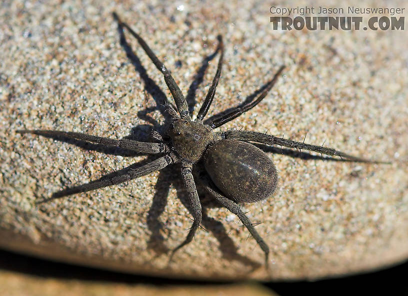 This spider lives in the rocks streambed of a Catskill trout stream. From unknown in Wisconsin.