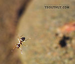 An ant struggles to escape the surface of a Catskill stream.  The black dot on the right is the ant's shadow on a rock on the bottom.  I can see how this would appeal to a trout.  Even I kind of want to eat the thing. From the Beaverkill River, Horton Bridge Pool in New York.