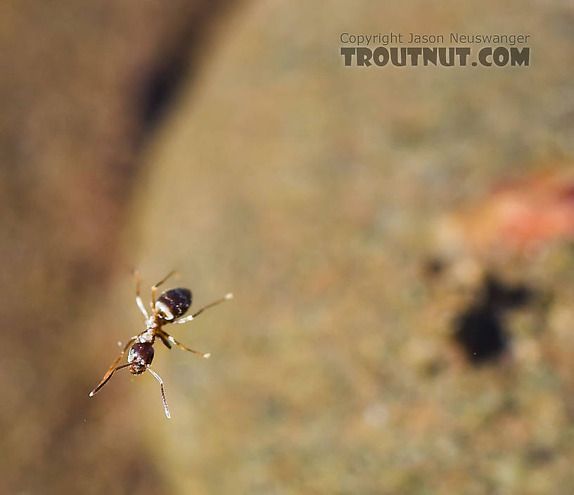 An ant struggles to escape the surface of a Catskill stream.  The black dot on the right is the ant's shadow on a rock on the bottom.  I can see how this would appeal to a trout.  Even I kind of want to eat the thing. From the Beaverkill River, Horton Bridge Pool in New York.