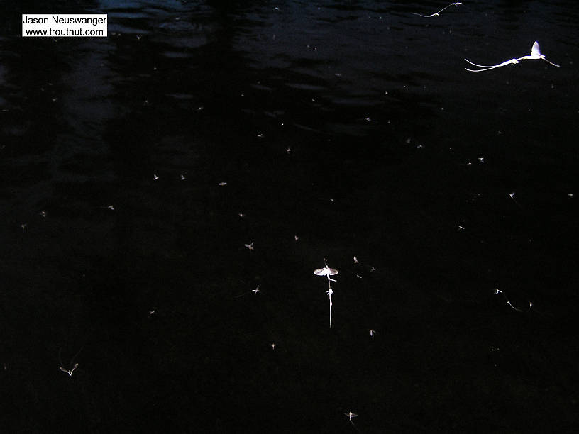 This nighttime flash photograph shows a bunch of Ephoron mayflies flying around during the hatch.  So many of them fly around with their dun shucks attached that it seems like they molt from the dun to spinner stage in mid-air.  Actually they molt on streamside vegetation like other mayflies, but they sometimes take off to mate before they're completely finished. From unknown in Wisconsin.