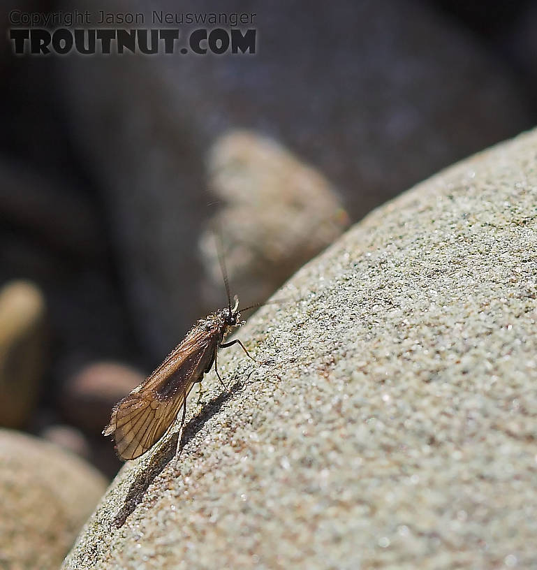 Caddis on Catskill cobble. From the Beaverkill River in New York.