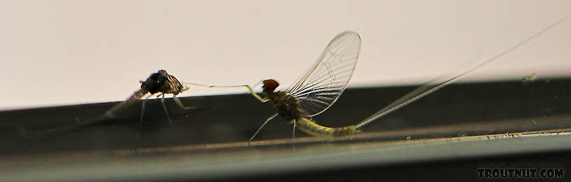 Often mayflies can be found on houses near the river.  This one molted from a dun into a spinner on the outside of our kitchen window.

Any lit dwelling near the river can attract a lot of mayflies at night.  A good way to determine what's hatching is to visit a gas station (or anything else with bright lights) close to the river early in the morning. From the West Fork of the Chippewa River in Wisconsin.