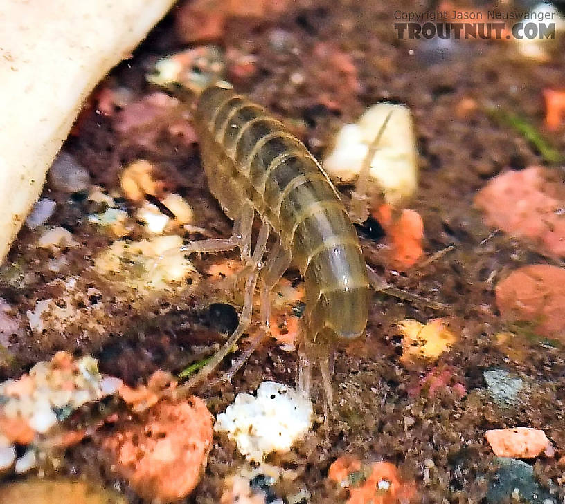 I took this picture of a scud from above the water's surface in a very shallow, clear, tiny bit of water at the margin of a little spring pond. From Mystery Creek # 56 in Wisconsin.