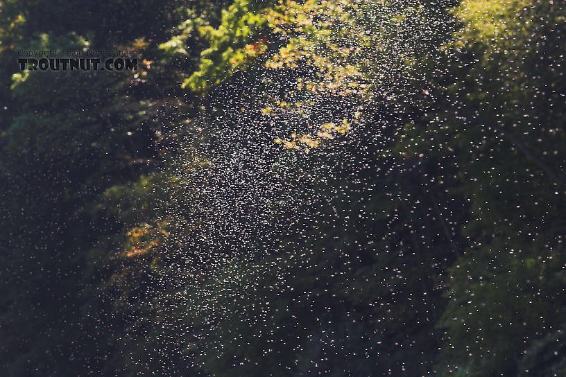 A thick mating swarm of Tricorythodes mayfly spinners hovers the West Branch of the Delaware near Hale Eddy one early fall morning.  View the picture full-size and you'll be able to make out the wings and tails on most of those little white dots.

This was one of many such clouds visible all up and down the river.  The mayflies were impressive, but the trout did not hold up their end of the bargain -- there was not a rise in sight. From the West Branch of the Delaware River in New York.