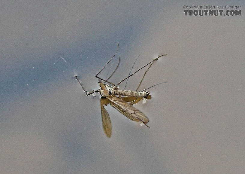  From the Beaverkill River in New York.