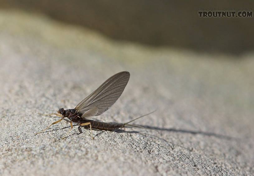 I found this little Paraleptophlebia dun along a Catskill stream, but not enough of her brethren were emerging to get the early-season trout to rise. From the Beaverkill River in New York.