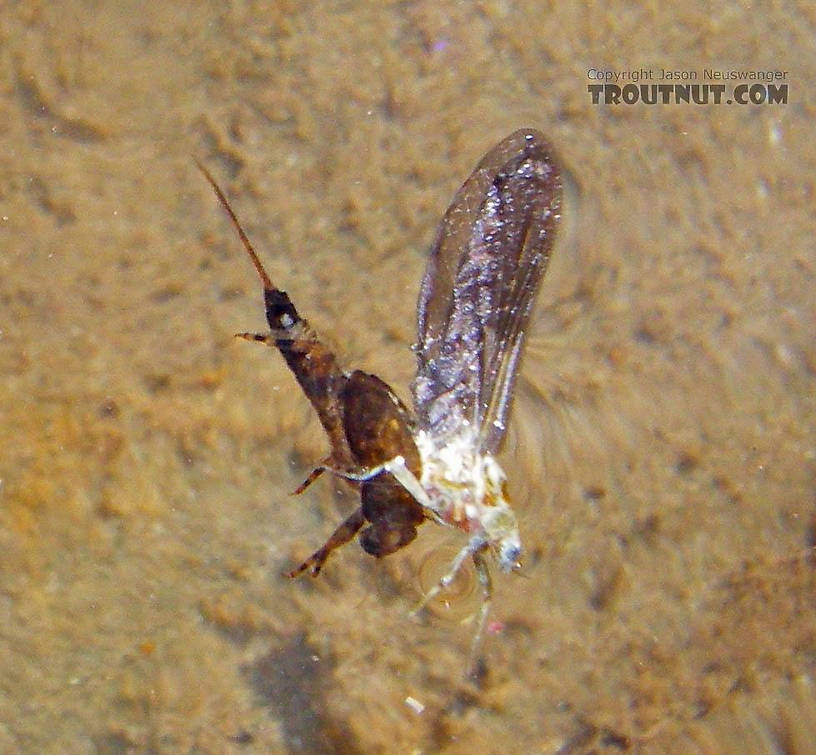 Here's an above-the-water view of a stillborn Ephemerella subvaria dun which I also photographed from below the water. From Mongaup Creek in New York.