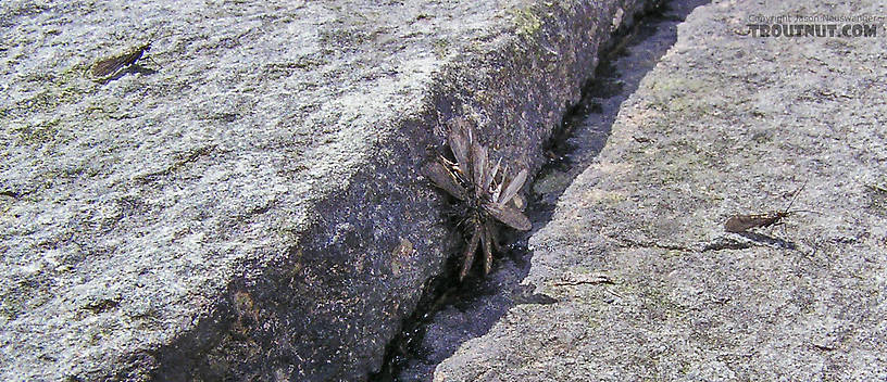 I'm not sure what the caddisflies in this tight cluster are doing, but I'd guess it has something to do with mating.  They scooted all around the rock, with some flies leaving the cluster and new ones coming all the time. From the Beaverkill River in New York.