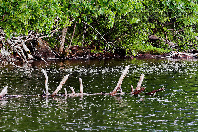 These caddisflies were thick over the water in the evening on a cold, clear northwoods lake.  They were in many places on the lake, all closer to the shady shore, which also was the shore most sheltered from the wind.  I'm not sure which of those features attracted them. From Lake Owen in Wisconsin.