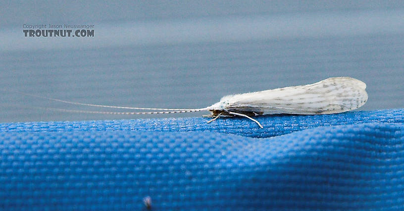 This is Nectopsyche albida.  Elongate wing connotes female. From Lake Owen in Wisconsin.