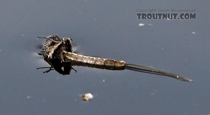 This is the skin a brown drake dun shed when it molted into a spinner.  Many of these were on the surface one afternoon, having been blown in after the flies molted on overhanging alders.  They were our most noticeable sign of an intense brown drake hatch the previous night and a spinner fall to come. From the Namekagon River in Wisconsin.