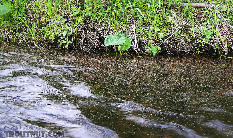 A dense cloud of extremely tiny flies hovers close over the river. From the Namekagon River in Wisconsin.