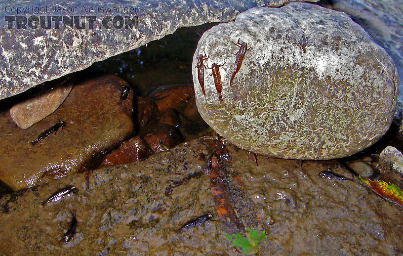 Several Isonychia bicolor nymphs had recently crawled out onto these rocks to emerge, leaving behind their telltale shucks. From the West Branch of Owego Creek in New York.