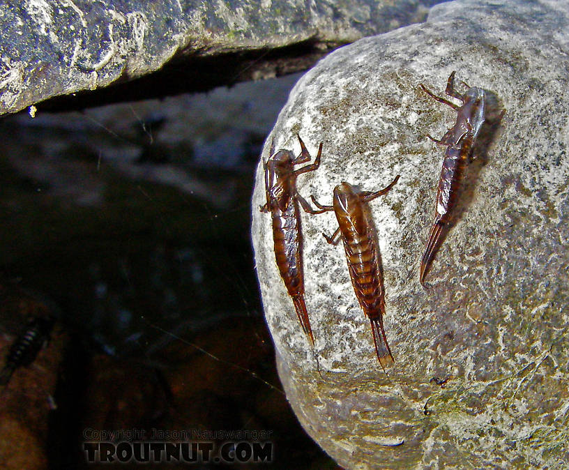 Closeup of some recently emerged Isonychia bicolor nymphs from a small stream. From the West Branch of Owego Creek in New York.