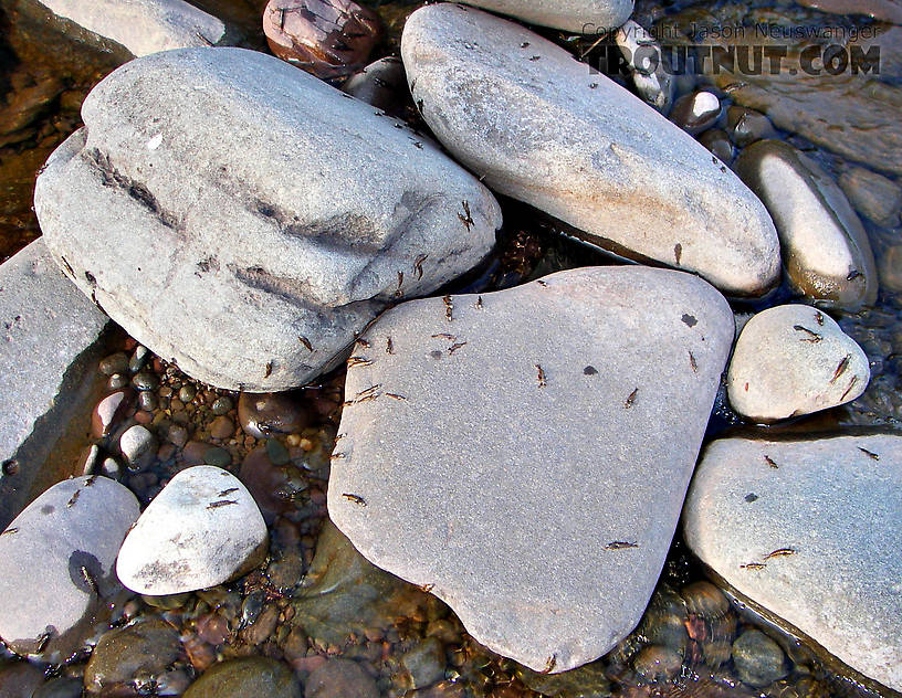 This is just about the most Isonychia bicolor shucks I've ever seen on the rocks, and appropriately enough they're on the river where Art Flick described them in his Streamside Guide. From Schoharie Creek in New York.