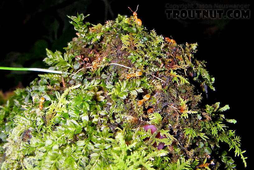 Given their home on a mossy stump in the stream bed, these light orange ants probably end up in the stream from time to time. From Mystery Creek # 62 in New York.